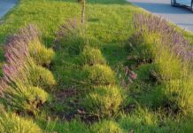 Trevelin: vandalismo en la plazoleta de la Avenida San Martín