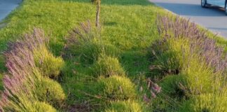 Trevelin: vandalismo en la plazoleta de la Avenida San Martín