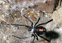 Provincia brindó recomendaciones para evitar picaduras o mordeduras de animales ponzoñosos de importancia sanitaria