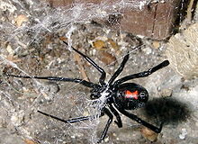 Provincia brindó recomendaciones para evitar picaduras o mordeduras de animales ponzoñosos de importancia sanitaria