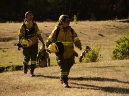 Mientras se reactiva el turismo, trabajan en puntos calientes dentro del Parque Nacional Los Alerces
