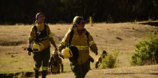 Mientras se reactiva el turismo, trabajan en puntos calientes dentro del Parque Nacional Los Alerces