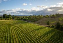 Trevelin se prepara para la Fiesta de los Viñedos