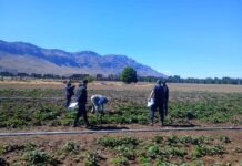 El Maitén: La Fiscalía inspeccionó una plantación de frutillas por presunta sustracción de plantas