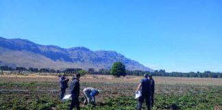 El Maitén: La Fiscalía inspeccionó una plantación de frutillas por presunta sustracción de plantas