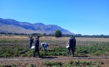 El Maitén: La Fiscalía inspeccionó una plantación de frutillas por presunta sustracción de plantas