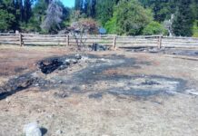 Incendios intencionales en El Turbio: secuestran un arma, combustible y restos de fauna protegida