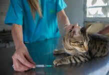 El Quirófano Móvil llega al barrio Lennart Englund con atención gratuita para perros y gatos