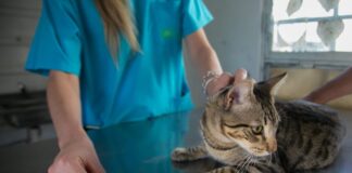 El Quirófano Móvil llega al barrio Lennart Englund con atención gratuita para perros y gatos