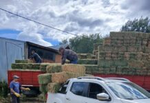 Entregaron fardos de alfalfa a productores afectados por los incendios