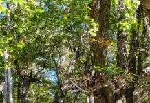 CIEFAP impulsa una colaboración internacional en sanidad forestal con la Universidad de Purdue