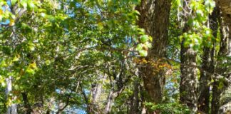 CIEFAP impulsa una colaboración internacional en sanidad forestal con la Universidad de Purdue