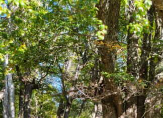 CIEFAP impulsa una colaboración internacional en sanidad forestal con la Universidad de Purdue