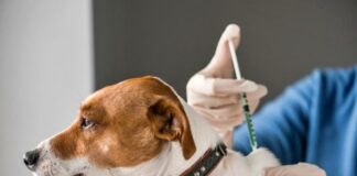 El Quirófano Móvil atenderá esta semana en el barrio Buenos Aires