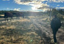 Hallan el cuerpo de una persona en la zona de El Huemul: investigan las causas del deceso