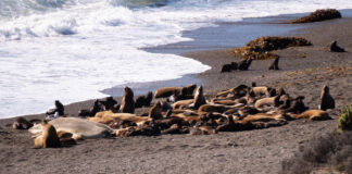 Comenzó la Temporada de Orcas en Chubut