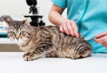 El Quirófano Móvil atiende en el barrio Lennart Englund