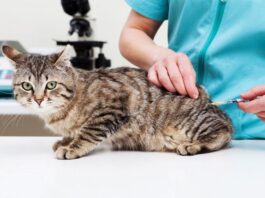 El Quirófano Móvil atiende en el barrio Lennart Englund