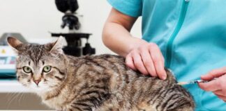 El Quirófano Móvil atiende en el barrio Lennart Englund