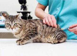 El Quirófano Móvil atiende en el barrio Lennart Englund