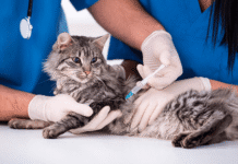 El Quirófano Móvil atiende esta semana en el Barrio Buenos Aires