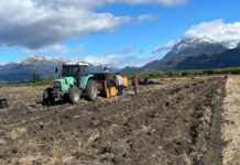 Trevelin proyecta una nueva temporada de tulipanes tras la cosecha de bulbos