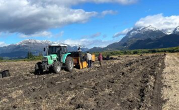 Trevelin proyecta una nueva temporada de tulipanes tras la cosecha de bulbos