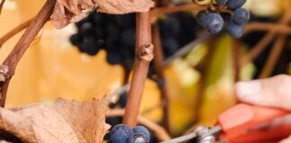 Trevelin apuesta al turismo en otoño