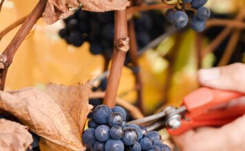 Trevelin apuesta al turismo en otoño