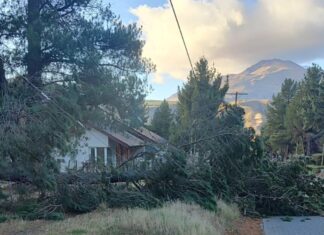 Este miércoles hubo un corte de energía por la caída de un árbol