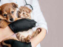 El Quirófano Móvil realizará castraciones en el barrio Ceferino