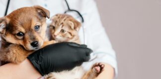 El Quirófano Móvil realizará castraciones en el barrio Ceferino