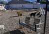 Buscan un hogar: Fauna Urbana abre sus puertas para una jornada de paseo y adopción