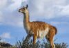 Salud detalló la normativa vigente y recordó que no está habilitada la comercialización de carne de guanaco