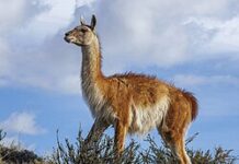 Salud detalló la normativa vigente y recordó que no está habilitada la comercialización de carne de guanaco