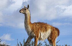 Salud detalló la normativa vigente y recordó que no está habilitada la comercialización de carne de guanaco