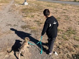 Fauna Urbana realiza una jornada gratuita de paseo, adopción y chipeo de mascotas