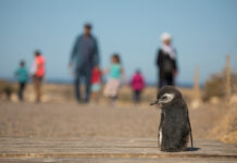 Más de 100 mil personas visitaron Chubut en la Temporada de Pingüinos de Magallanes