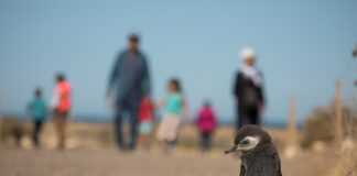 Más de 100 mil personas visitaron Chubut en la Temporada de Pingüinos de Magallanes