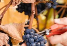 Todo listo para una nueva edición de la Fiesta de los Viñedos