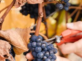 Todo listo para una nueva edición de la Fiesta de los Viñedos