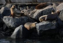Chubut impulsa nuevas experiencias de turismo de naturaleza con fauna marina