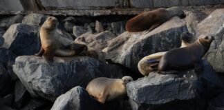 Chubut impulsa nuevas experiencias de turismo de naturaleza con fauna marina