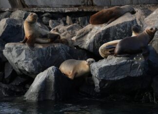 Chubut impulsa nuevas experiencias de turismo de naturaleza con fauna marina