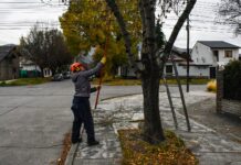 El municipio realizará tareas de poda y extracción sobre Avenida Fontana