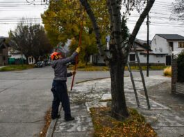 El municipio realizará tareas de poda y extracción sobre Avenida Fontana
