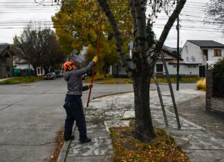 El municipio realizará tareas de poda y extracción sobre Avenida Fontana