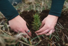 La Anónima y Bosquear impulsan la recuperación de bosque nativo en Epuyén