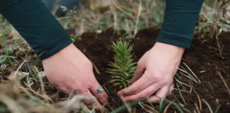 La Anónima y Bosquear impulsan la recuperación de bosque nativo en Epuyén