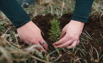 La Anónima y Bosquear impulsan la recuperación de bosque nativo en Epuyén